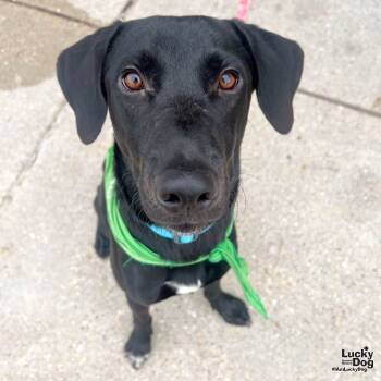Rescue Labrador Retriever Dogs for Adoption in Washington, District Of Columbia - Kennedy | PetCurious