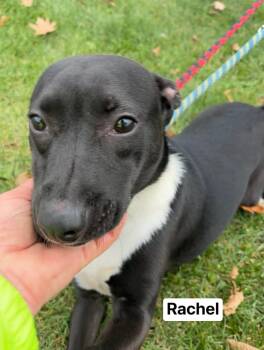 Rescue Mixed Breed Dogs for Adoption in Vaudreuil-dorion, Quebec - Rachel | PetCurious