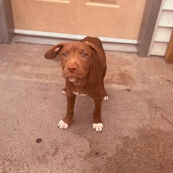 Pit Bull Terrier Dogs Available for Adoption in Fenton, Michigan - Cruller  | PetCurious