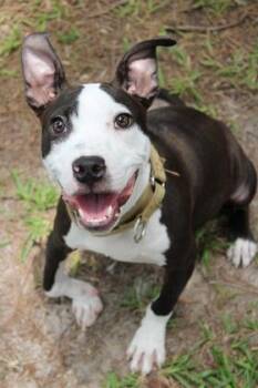 05486B Rickey -  American Staffordshire Terrier and Mixed Breed Dog for Adoption in North Charleston, South Carolina - 05486B Rickey | PetCurious