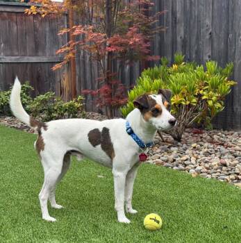 Chase -  Rat Terrier Dog for Adoption in Clatskanie, Oregon - Chase | PetCurious