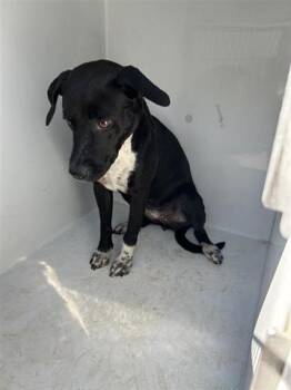 Rescue Labrador Retriever and Mixed Breed Dogs for Adoption in Houston, Texas - A645421 | PetCurious