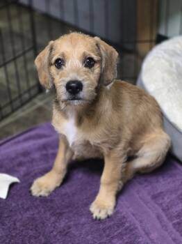 Beau -  Curly Coated Retriever and Miniature Poodle Dog for Adoption in Los Angeles, California - Beau | PetCurious
