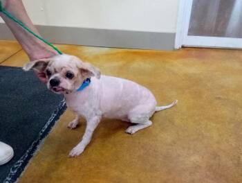 Glenda (senior dog - fee waived) -  Shih Tzu and Pekingese Dog for Adoption in Austin, Minnesota - Glenda (senior Dog - Fee Waived) | PetCurious