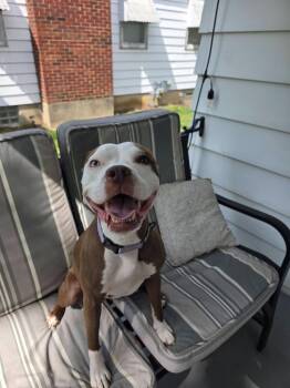 Roxanne -  Pit Bull Terrier Dog for Adoption in Kettering, Ohio - Roxanne | PetCurious