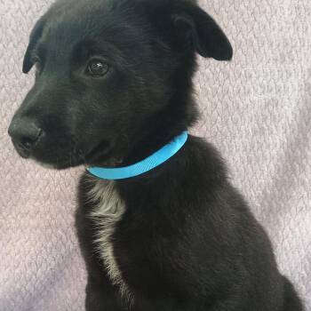 Rescue Australian Shepherd and Border Collie Dogs for Adoption in Lodi, California - Wilbur | PetCurious