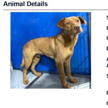 Chocolate Labrador Retriever Dogs Available for Adoption in Franklin, North Carolina - Gator | PetCurious