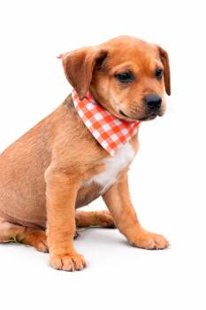 Black Mouth Cur and German Shepherd Dog Dogs Available for Adoption - BONNIE | PetCurious