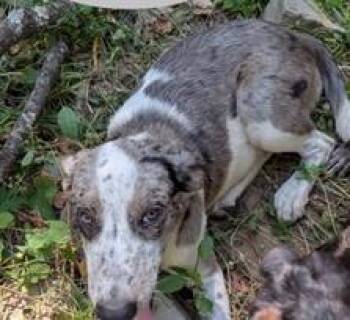 Ellie -  Catahoula Leopard Dog and Mixed Breed Dog for Adoption in Kansas City, Missouri - Ellie | PetCurious