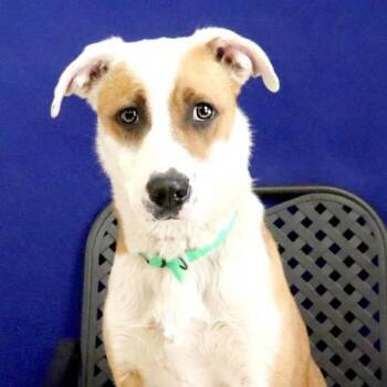 Trixie -  Catahoula Leopard Dog and Hound Dog for Adoption in Fort Davis, Texas - Trixie | PetCurious