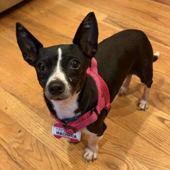 Chihuahua Dogs Available for Adoption - Machaca | PetCurious