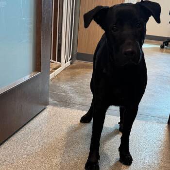 Polly -  Labrador Retriever Dog for Adoption in Matteson, Illinois - Polly | PetCurious