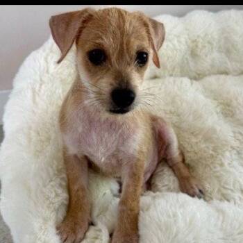 Charlie -  Terrier and Chihuahua Dog Available for Adoption in Jefferson, New Jersey - Charlie | PetCurious