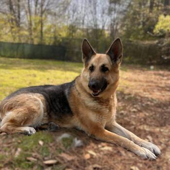 German Shepherd Dog Dogs Available for Adoption in Alpharetta, Georgia - Piper | PetCurious