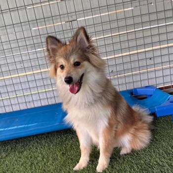 Oddie -  Pomeranian and Husky Dog for Adoption in Tampa, Florida - Oddie | PetCurious