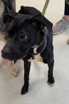 Staffordshire Bull Terrier and American Bulldog Dogs Available for Adoption - Minnie | PetCurious