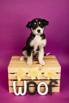 Great Pyrenees Dogs Available for Adoption - 134-26 | PetCurious