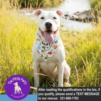 Pit Bull Terrier Dogs Available for Adoption in Kissimmee, Florida - Alf | PetCurious