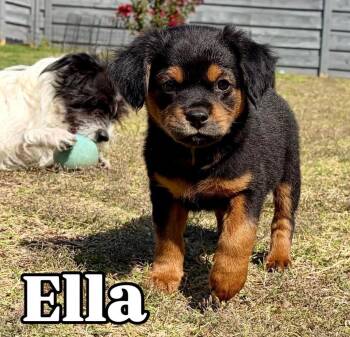 Ella -  Mixed Breed Dog for Adoption in Coppell, Texas - Ella | PetCurious