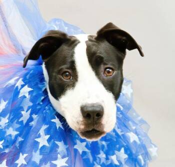 Rescue Terrier Dogs for Adoption in Sanford, Florida - Lady Barkington | PetCurious