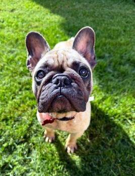 Nova -  French Bulldog Dog for Adoption in Bedford Hills, New York - Nova | PetCurious