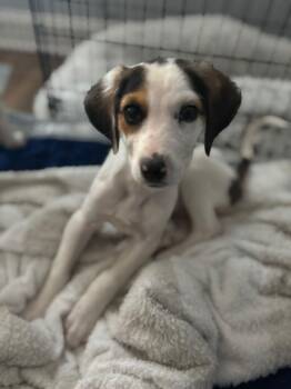Beagle and Hound Dogs Available for Adoption - Rachel | PetCurious
