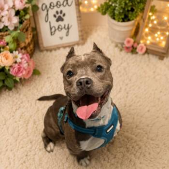 Bear -  Pit Bull Terrier Dog for Adoption in Northville, Michigan - Bear | PetCurious