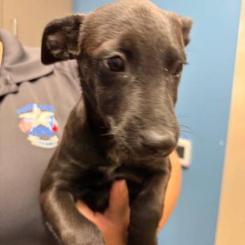 Luna -  Black Labrador Retriever Dog for Adoption in Portland, Texas - Luna | PetCurious