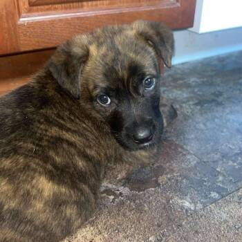 Anika -  Mixed Breed Dog for Adoption in Woodstock, Ontario - Anika | PetCurious