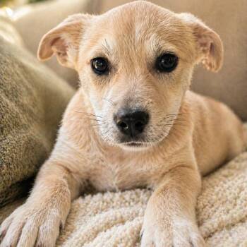 Mixed Breed Dogs Available for Adoption in Hagerstown, Maryland - Ruby | PetCurious