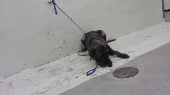 OLIVE -  Dutch Shepherd and Mixed Breed Dog for Adoption in Houston, Texas - OLIVE | PetCurious