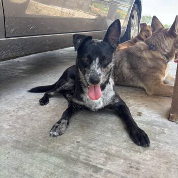 Judo -  Australian Cattle Dog Blue Heeler and Chihuahua Dog for Adoption in Pflugerville, Texas - Judo | PetCurious