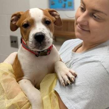 Stove -  American Bulldog Dog for Adoption in Philadelphia, Pennsylvania - Stove | PetCurious