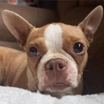 CeCe -  Boston Terrier Dog for Adoption in Brockport, New York - CeCe | PetCurious