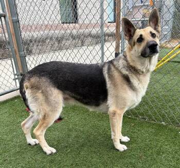 Mixed Breed Dogs Available for Adoption in Columbia, South Carolina - CLOVER | PetCurious
