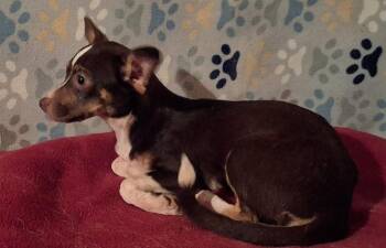 Minnie -  Chihuahua Dog for Adoption in Mena, Arkansas - Minnie | PetCurious