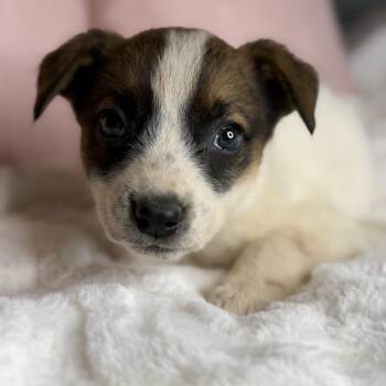 Australian Shepherd and Australian Cattle Dog Blue Heeler Dogs Available for Adoption in Atlanta, Texas - Lizzie | PetCurious