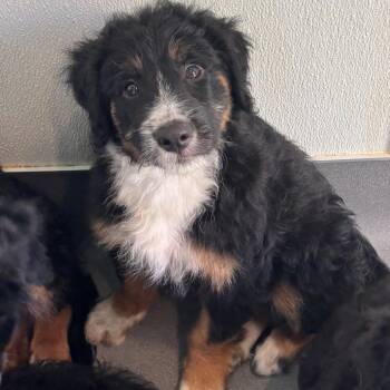 Australian Shepherd and Standard Poodle Dogs Available for Adoption in Loxahatchee Groves, Florida - Canyon 8179 | PetCurious