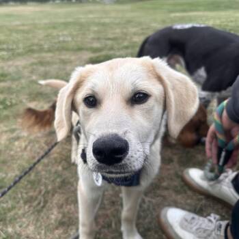 Great Pyrenees and Mixed Breed Dogs Available for Adoption in Raleigh, North Carolina - Gunnar | PetCurious