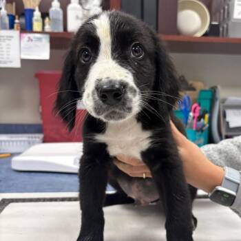 Chiron -  Mixed Breed Dog Available for Adoption in Gainesville, Florida - Chiron | PetCurious