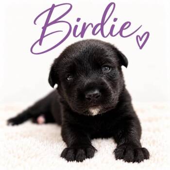 Birdie -  Chocolate Labrador Retriever and Black Labrador Retriever Dog for Adoption in Grand Bay, Alabama - Birdie | PetCurious