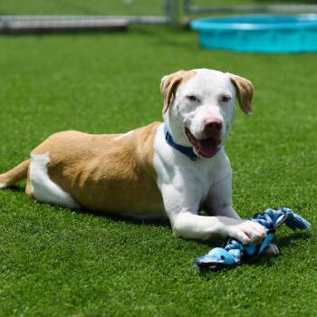 Baby -  Pointer and Mixed Breed Dog for Adoption in Evansville, Indiana - Baby | PetCurious