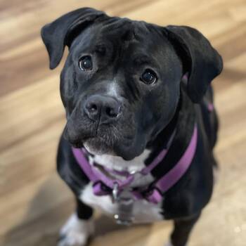 Pit Bull Terrier and Staffordshire Bull Terrier Dogs Available for Adoption - Dolce D10571 | PetCurious