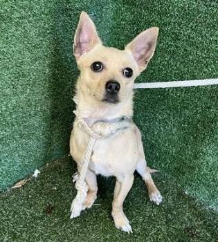 Chihuahua Dogs Available for Adoption - Vinny | PetCurious