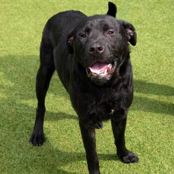 PJ -  Black Labrador Retriever and Mixed Breed Dog for Adoption in Parkersburg, West Virginia - PJ | PetCurious