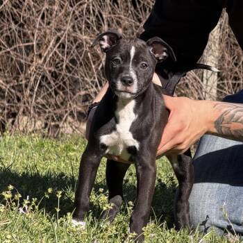 Pit Bull Terrier and Mixed Breed Dogs Available for Adoption - Athena | PetCurious