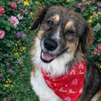 Anatolian Shepherd Dogs Available for Adoption in Wadena, Minnesota - Lola IV | PetCurious