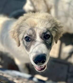 Genevieve -  Great Pyrenees Dog Available for Adoption in Washington, Missouri - Genevieve | PetCurious