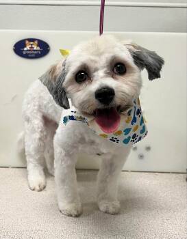 Rescue Havanese Dogs for Adoption in Brandon, South Dakota - Camila (Cami) | PetCurious