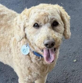 Sassy -  Goldendoodle Dog Available for Adoption in Larkfield-wikiup, California - Sassy | PetCurious